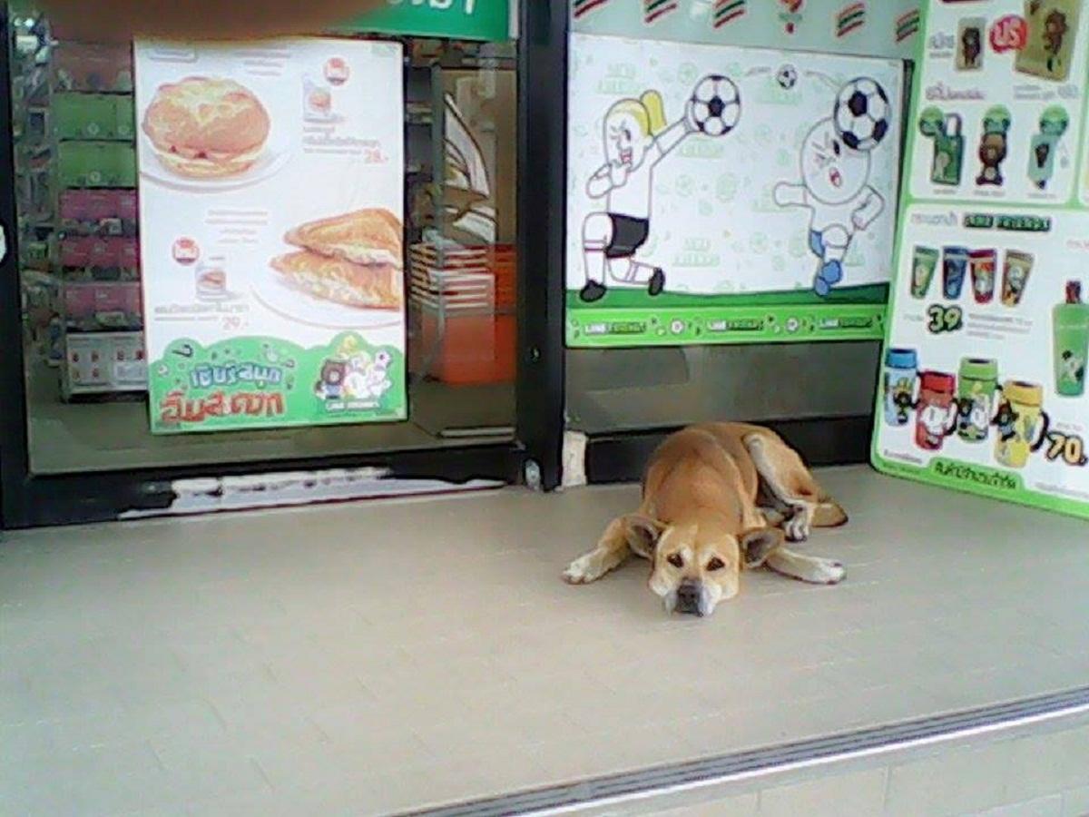 タイ セブンイレブンが店頭の野良犬にワクチンを接種 グローバルニュースアジア Global News Asia